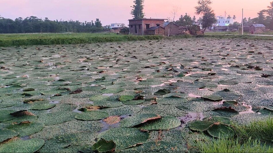 Popped makhana in a rustic bowl